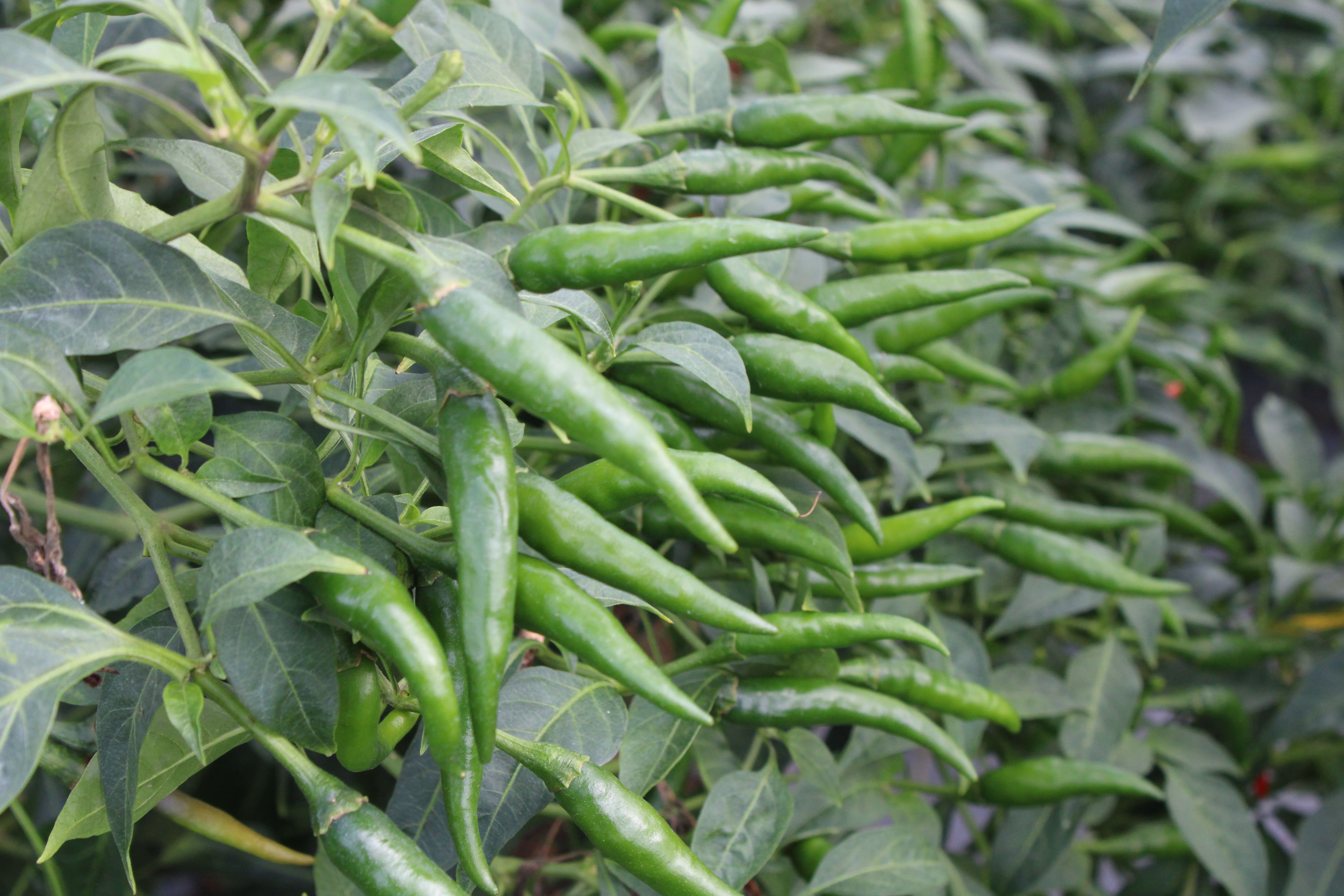 Hot Pepper