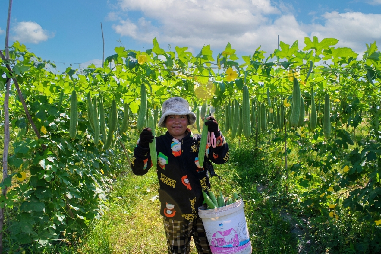 Lim Bunthoeun, Luffa Farmer