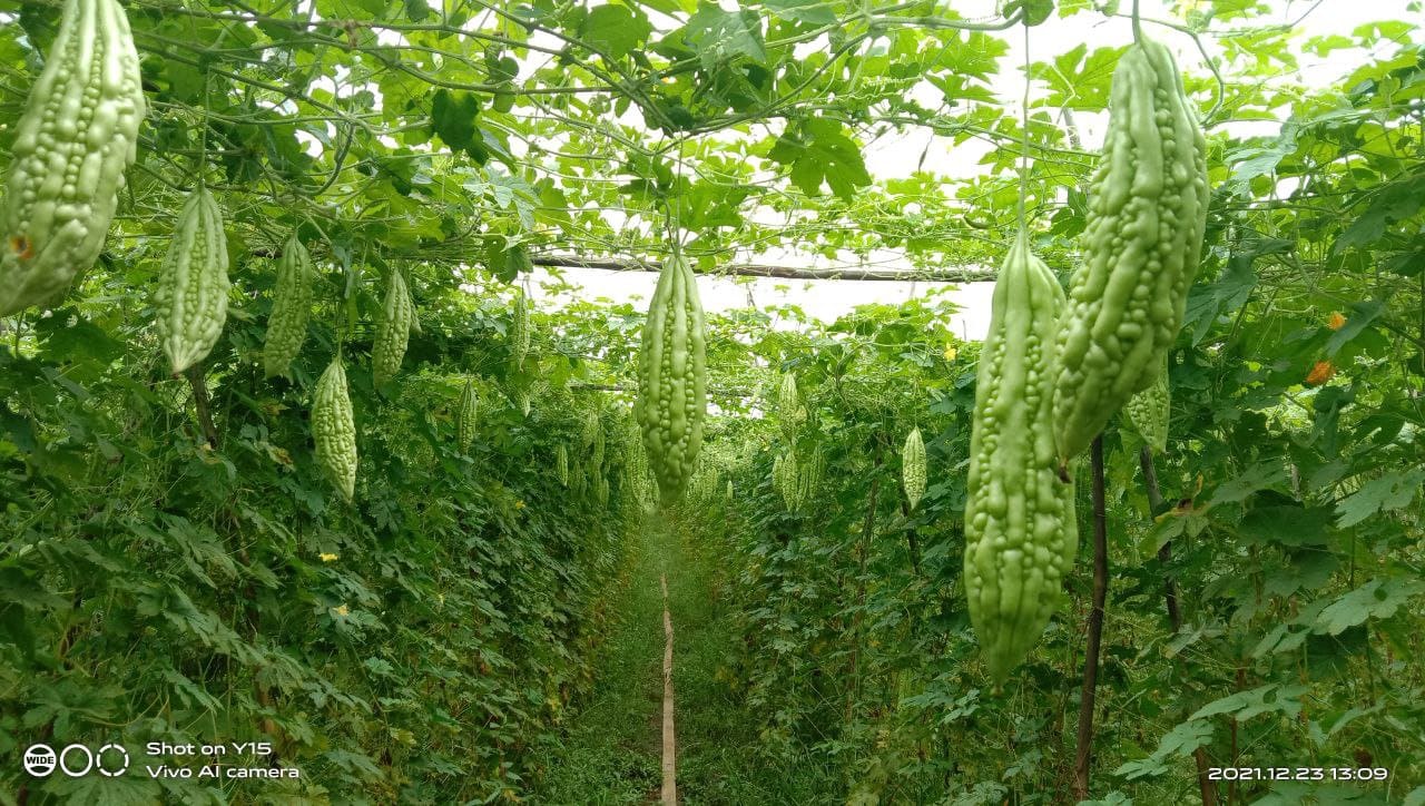 Farm 1