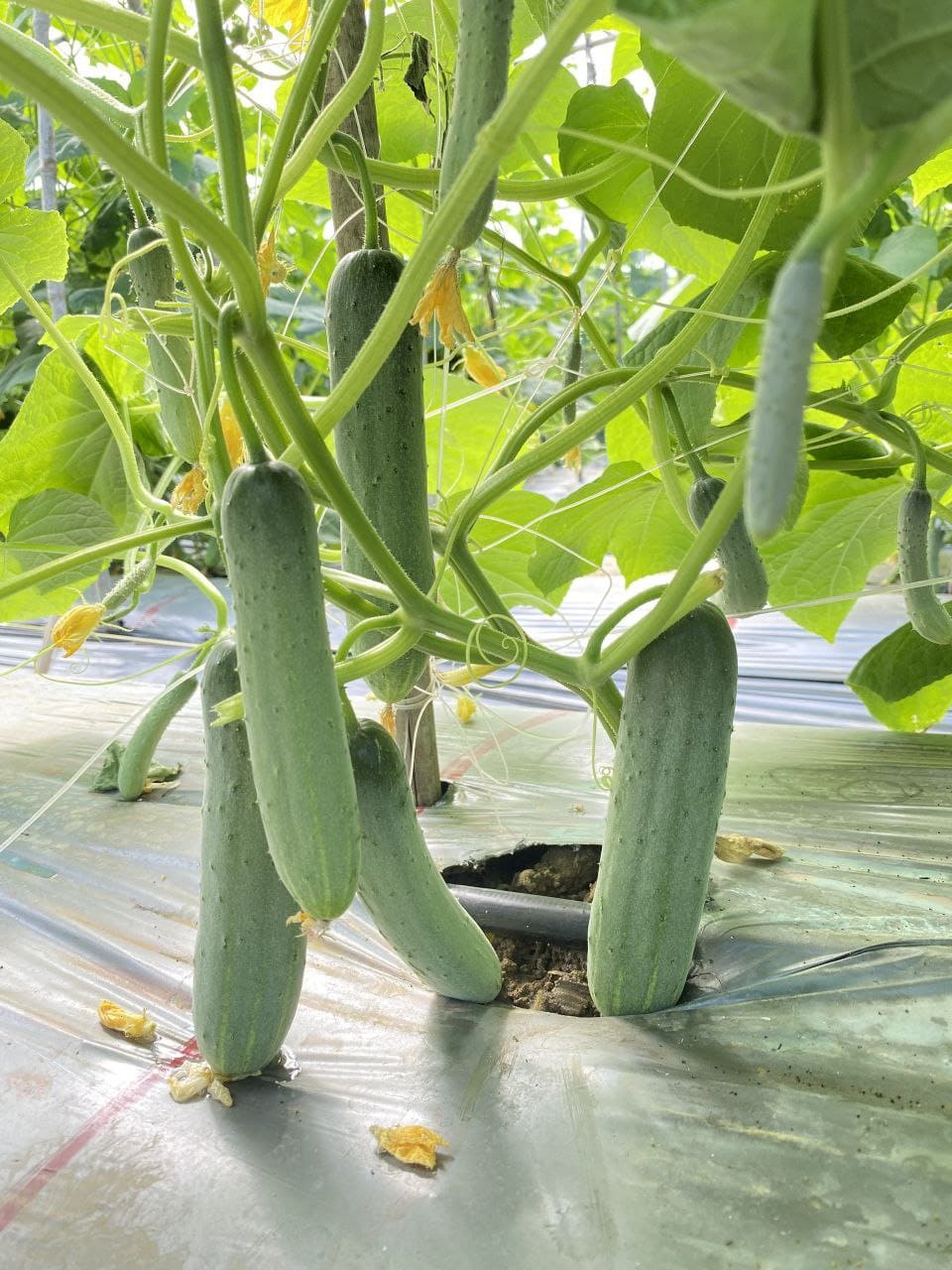 Cucumber